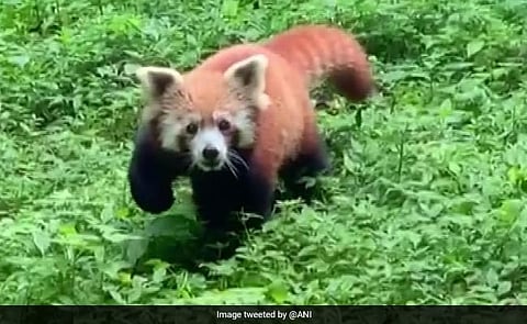 Red panda 