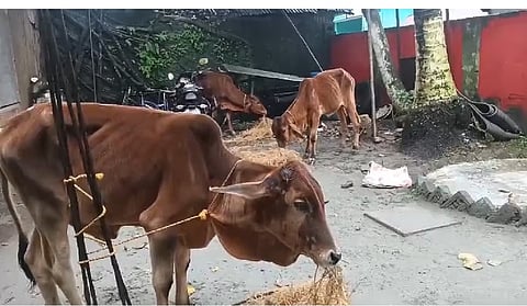
एंबुलेंस में छिपाकर ले जाए जा रहे तीन मवेशी बरामद