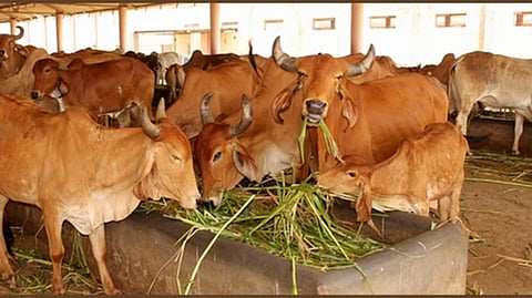 एक गौशाला का दृश्य
