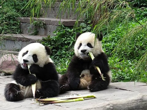 Two pandas from China to arrive at Zoo Atlanta: Xi Jinping