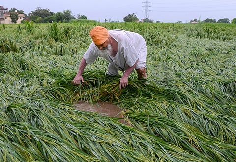 El Niño Threatens Rabi Crops