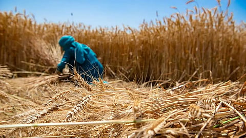 Cabinet hikes wheat MSP by ₹25 to ₹2,610/quintal