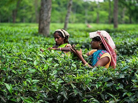 पूजा से पहले चाय श्रमिकों को 20% बोनस, खुशी