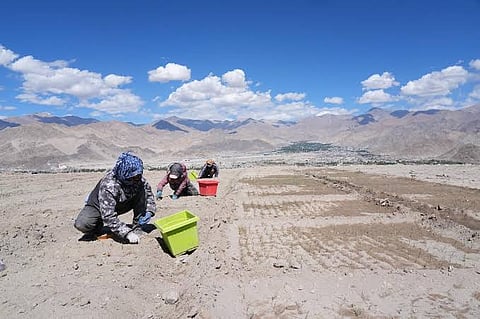 Ladakh Launches Major Saffron Cultivation Experiment