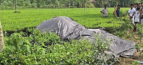 Elephants deadbody 