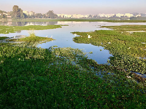 Doddanekundi_lake_Bengaluru_Karnataka 