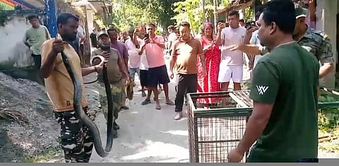 टोटोपाड़ा में 12 फीट लंबा किंग कोबरा मिला