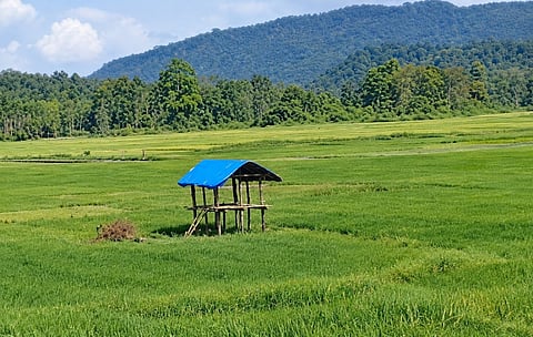  हाथियों से धान बचाने के लिए किसानों ने बनाए 100 से अधिक निगरानी टावर