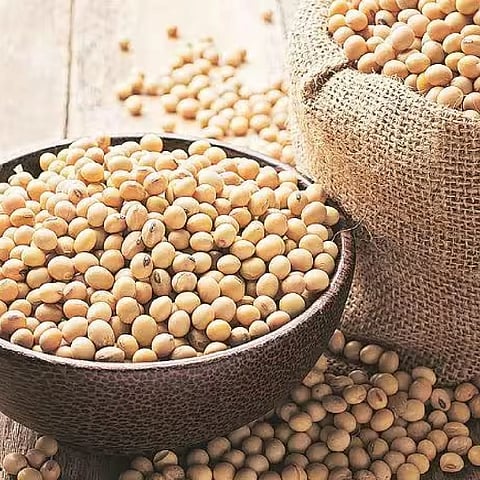 सोयाबीन उत्पादन में सिर्फ 2% गिरावट का अनुमान, MP-राजस्थान से राहत
