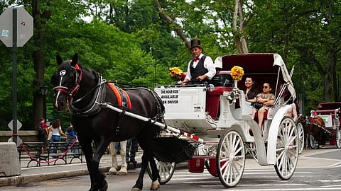Horse-drawn carriage rides to be banned in New York