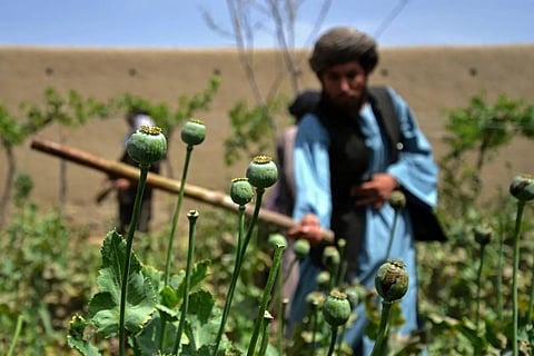 Opium cultivation in Afghanistan has increased by 330%