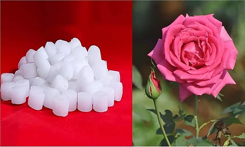 कपूर और गुलाब का टोटका करते ही घर में होगी पैसो की बारिश