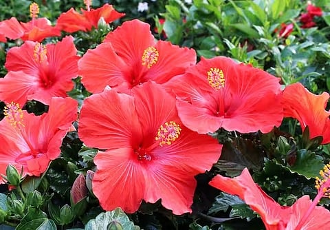 शुक्रवार को करें गुड़हल के फूल के ये उपाय, हो सकते हैं मालामाल