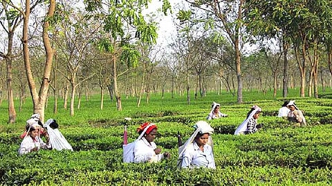 Tea Garden में महिलाओं की सुरक्षा पर Kolkata Conclave