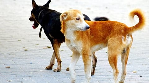 यहां कुत्तों के वजह से स्कूलों में दे दी गई छुट्टी