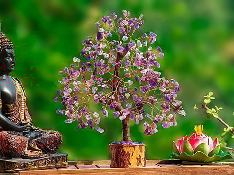 घर की सही दिशा में रख लें ये पौधा, चुंबक की तरह …