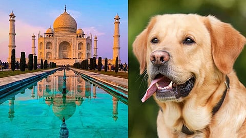 शर्मनाक : कार में कुत्ते को बंद कर घूमने गए थे ताज, वापस आकर देखा …