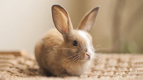 साझे की दुकानदारी