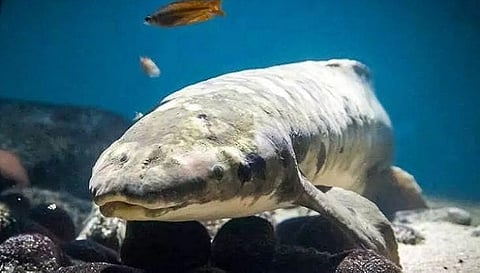 मेथुसेलह लंगफिश