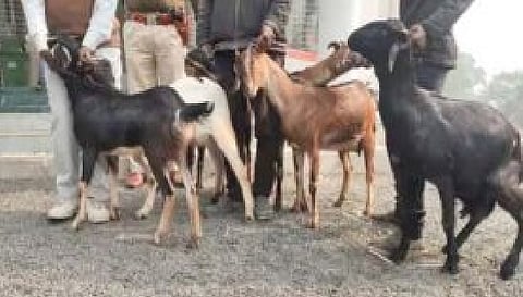 कानपुर: थाने में बकरियों के खिलाफ शिकायत करने पहुंचा किसान, मामला जानकर पुलिस भी हैरान