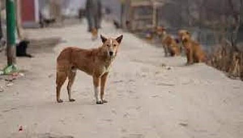 सांकेतिक तस्वीर