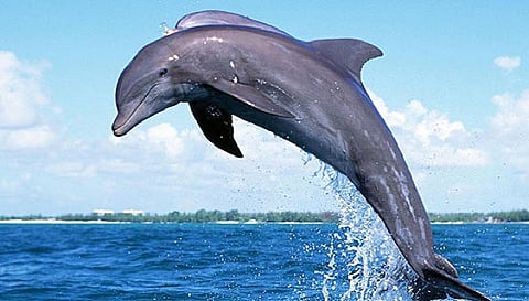गांगेय डॉल्फिन 