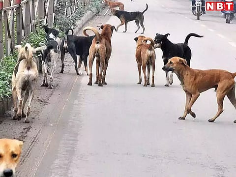 चोरों को देख स्ट्रीट डॉग ने मचाया शोर, तो चोरों ने कुत्ते को उतारा मौत के घाट