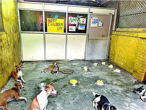 Kolkata News : ओसी बदलते ही बदल जाता है ‘भोलू व कालू’ का घर