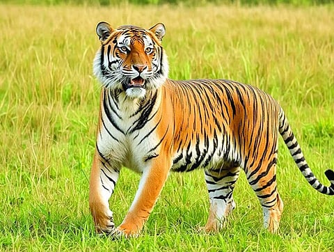 ओडिशा के सिमिलिपाल से भटकी बाघिन पुरुलिया में