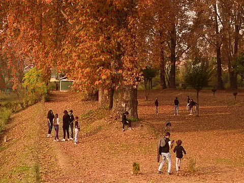 कश्मीर में शरद ऋतु: चिनार के पत्तों ने बिछाई वादी पर कालीन, देखें  वीडियो