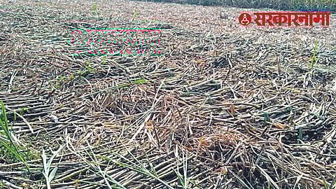 Sugarcane cutting off