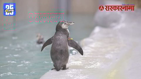 Mumbai Zoo Penguin Marathi Names Controversy