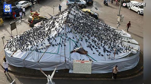 Jain Community Protest Dadar Kabutarkhana BMC Pigeon Ban: