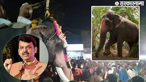 mahadevi elephant .jpg