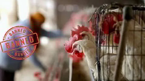 BJP leaders present proof that the August 15 meat sale ban was a Congress government decision.