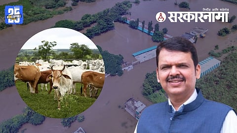 Flood-hit farmers in Maharashtra to receive compensation for every dead animal after government relaxes livestock relief rules.