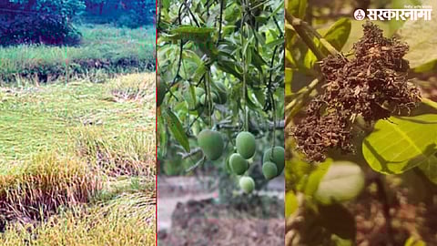 Raigad and Sindhudurg Crop Loss