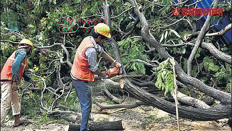 Nashik tree cutting stay 