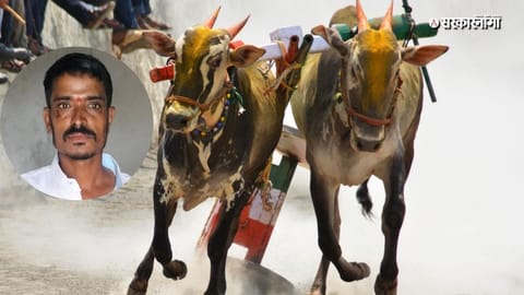 Karandi bullock cart race death: