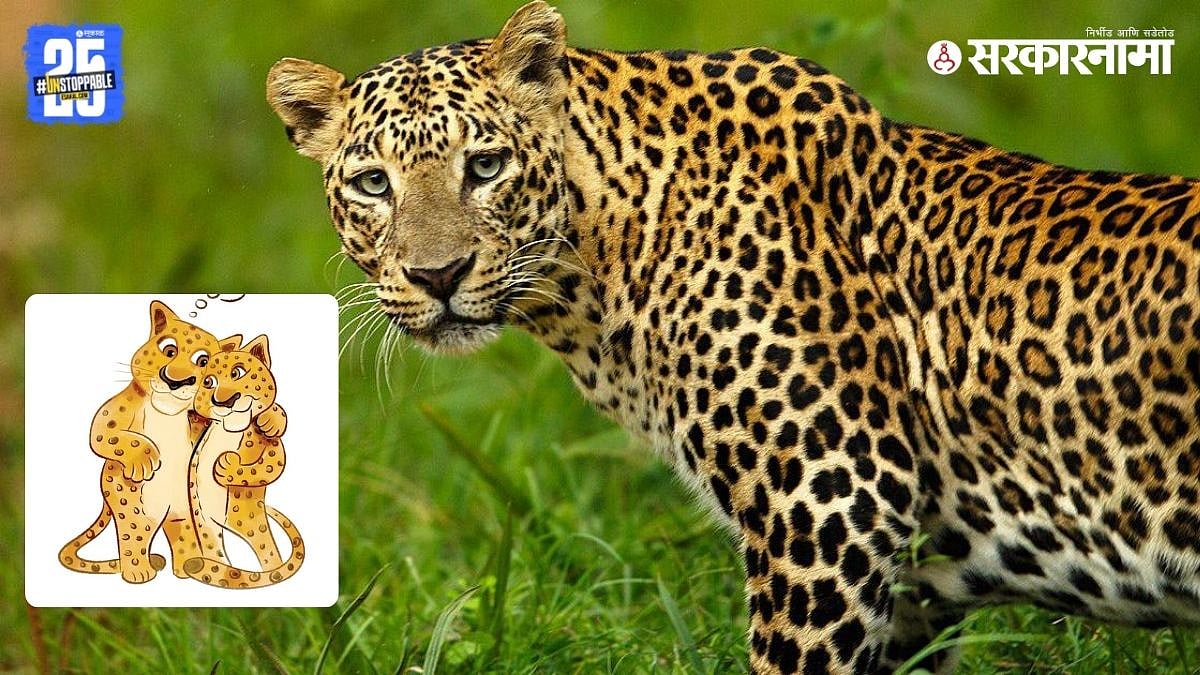Maharashtra Leopard :'हास्य'नामा : संवाद बिबट युगुलाचा ...
