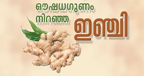 ഔഷധഗുണം നിറഞ്ഞ ഇഞ്ചി