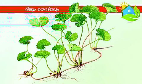 ഔഷധ​ഗുണങ്ങളുടെ ഉറവിടം കുടങ്ങൽ