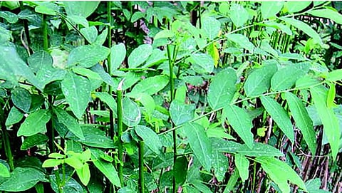 ഔഷധ​ഗുണങ്ങൾ നിറഞ്ഞ വേലിച്ചീര