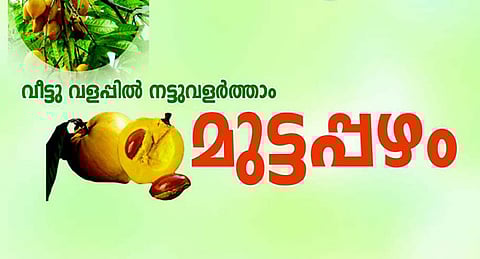 വീട്ടുവളപ്പിൽ നട്ടുവളർത്താം മുട്ടപ്പഴം