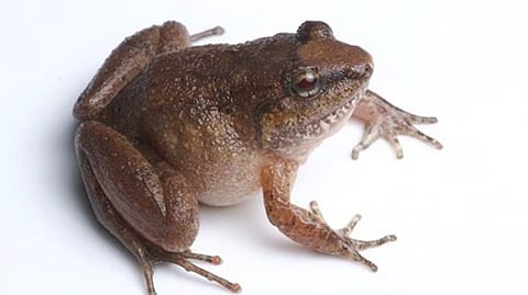 অৰুণাচলত আৱিষ্কাৰ হৈছে বিৰল প্ৰজাতিৰ ‘ফাংগড’ বোকাত বাহ সজা বেং
