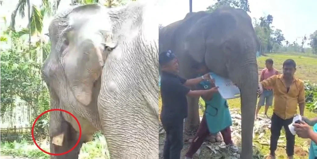 অসমত হাতীদাঁত কটাৰ ঘটনা: দিগবৈত অভিযানত দুজন গ্ৰেপ্তাৰ; বন্যপ্ৰাণী চোৰাচালানৰ বৃহৎ চক্ৰ উদ্ঘাটনত বন বিভাগৰ তদন্ত