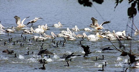 Assam: Kaziranga National Park Abuzz with Fifth Migratory Bird Census