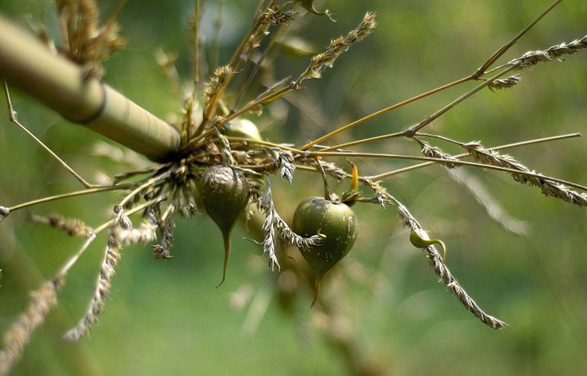 Letter in THE EDITOR: Bamboo flowering - Vimarsana News