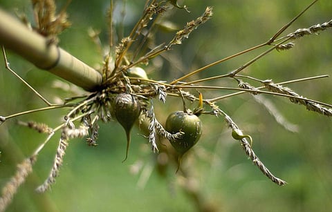 Letter to THE EDITOR: Bamboo flowering