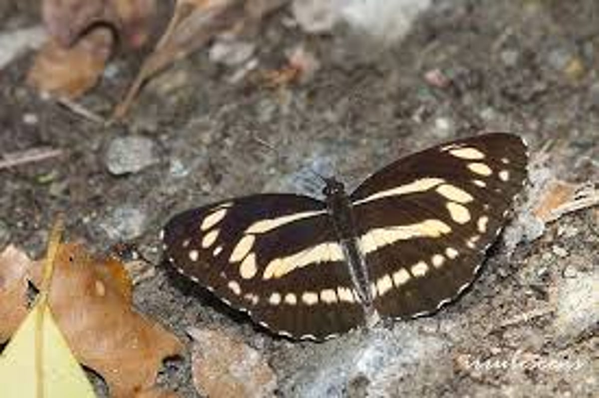 Arunachal Pradesh: Lepidopterists discover butterfly species Neptis philyra in Ziro